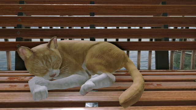 SF cat